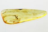 Detailed Fossil Ant (Yantaromyrmex) In Baltic Amber #381225-1